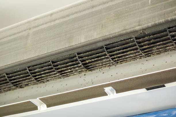 Best Air Duct Mold Removal  in Morris, MN